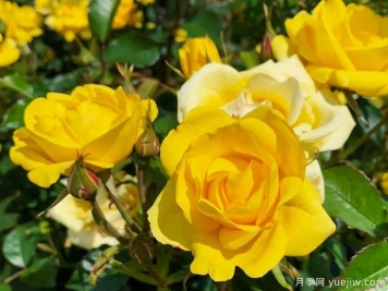 阳光月季/日光倾城月季