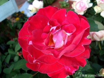 艾琳梅瑞施玫瑰月季的优缺点是什么？