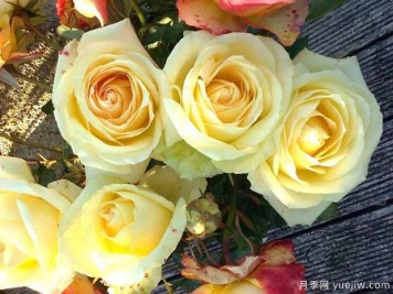 凯尔特奶油月季