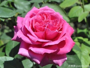 萨莉米歇尔月季