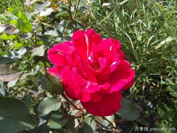 博帕尔火焰月季