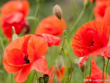 虞美人生长习性和养殖养护办法