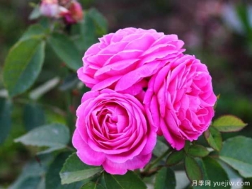 月季花枝壮花多长势旺要用什么肥料？