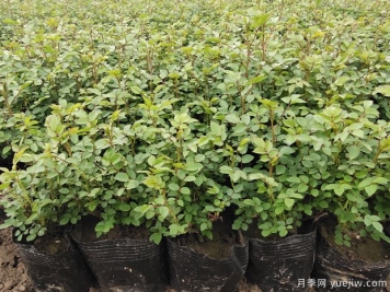 月季小苗一年长成大苗有教程学习