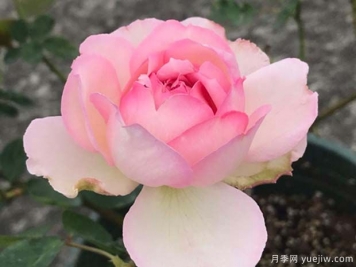 伊芙魂之香水月季的优缺点是什么？