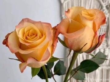 油画蒙娜丽莎月季