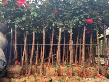 绿化苗木移植过程中，土球散了需要如何处理？