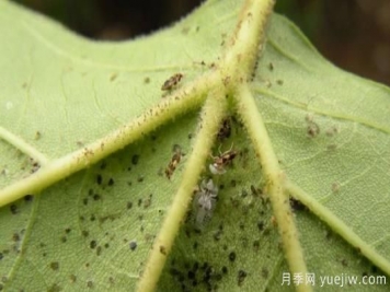 六月份园林常见虫害病害的识别与防治