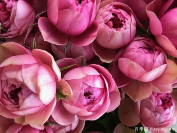 枫叶玫瑰/莲花宝石月季