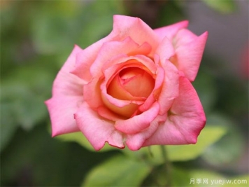 ​月季花在室内可以养活吗？