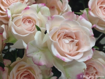 映像月季/镜子月季