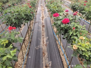 秋季月季黄叶的几个常见原因与应对措施