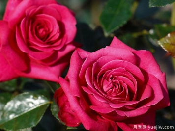 热辣女士月季/辣妹月季