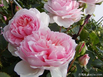 漂亮玉兔月季/优雅长裙月季