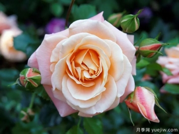 美国月季协会ARS月季育种者名人堂成立