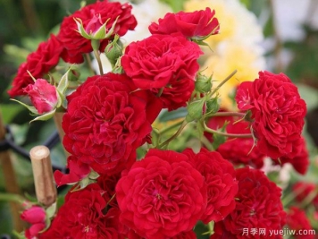 猩红剪影月季/深红剪影