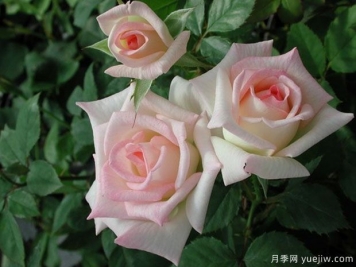 女主角月季/一流小姐月季