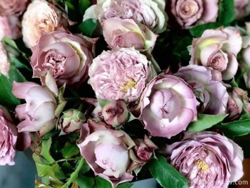 法尔索月季/索发/纺月季