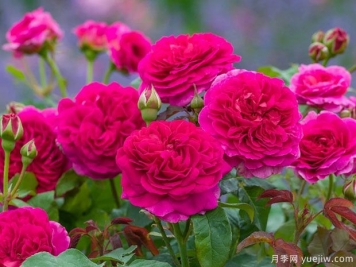  加百列欧克月季/加布里埃尔奥克月季