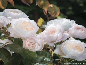 黛丝德梦娜月季-奥斯丁系的优秀芳香月季