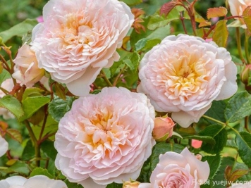 艾米莉勃朗特月季