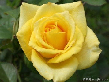 莱茵黄金月季/法尔茨黄金