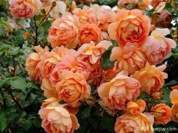 帕特奥斯汀月季