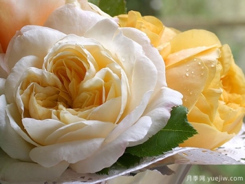 红花玫瑰/藏红花月季