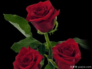 幸福时光月季/快乐时光月季