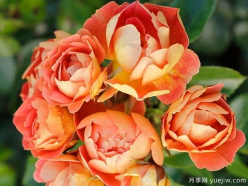 芒果蜜蜂乐园月季