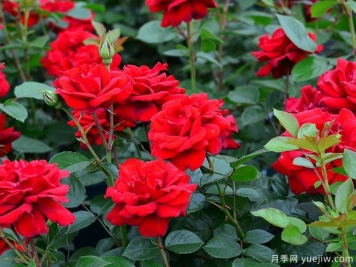 青梅之爱月季/德斯蒙德图图月季