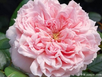 美少女月季/美丽的少女月季