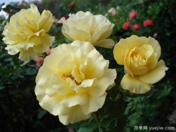 爱丽丝公主月季