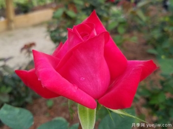 克莱尔爱丽丝月季