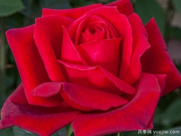 玫昂爸爸金禧月季