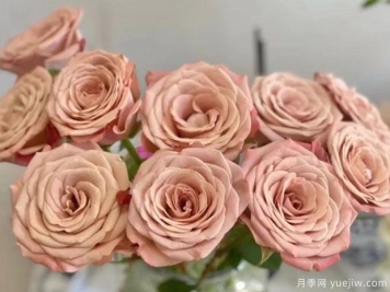 卡布奇诺月季有什么优缺点？如何养护？