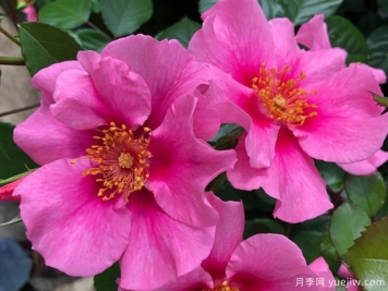 粉色见你月季/再见粉色月季