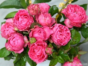 细波涟漪月季的优缺点是什么？