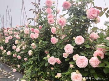 植物间也会相克，园林绿化应重视