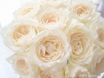 12款纯净洁白的月季品种推荐