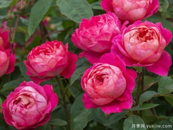 本杰明布里顿月季