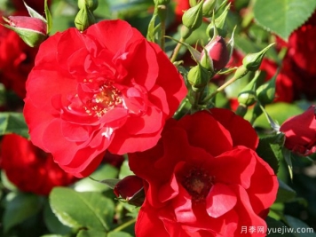 红辣椒月季