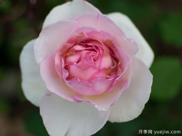 夏莉法阿斯马月季