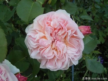 依芙琳月季/伊芙琳奥斯汀月季