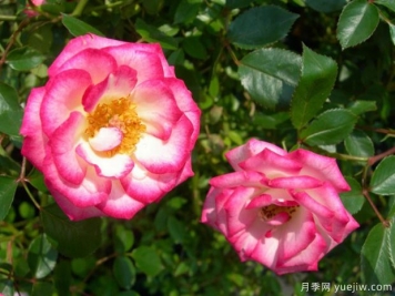 魔宴月季/魔法旋转木马月季