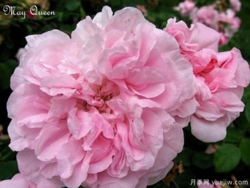 五月女王月季/五月皇后月季