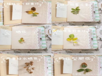 月季黄叶的六大原因和解决办法