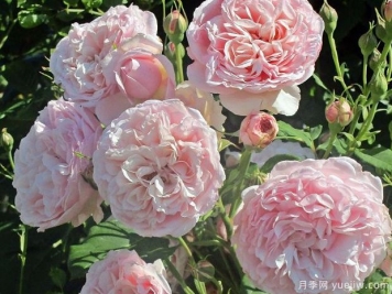 迪维娜月季/圣女月季