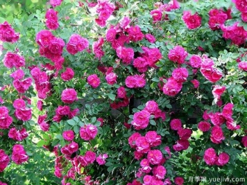 约翰卡伯特月季