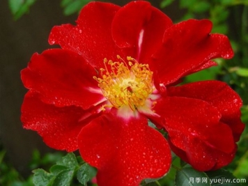 歌剧魅影月季/幻影月季